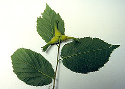 Snuķaugļu lazda (Corylus cornuta)