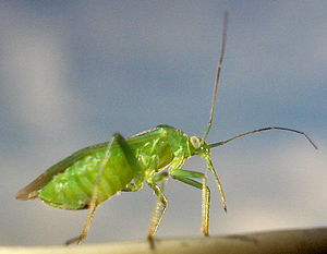 Rostrum van de groene appelwants