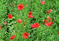 * Nomination Poppies (Papaver Rhoeas) -- MJJR 20:23, 22 July 2007 (UTC) * Decline Quality is low. Image appears blurry and unsharp. -- Ram-Man 15:25, 24 July 2007 (UTC)