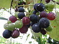 * Nomination Red Grapes. --Mehdi 18:05, 4 March 2013 (UTC) * Decline Background is visibly overexposed. IMHO no chance to repair. --Tuxyso 21:18, 7 March 2013 (UTC)