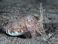 84 Sepia smithi uploaded by A. C. Tatarinov, nominated by Christian Ferrer