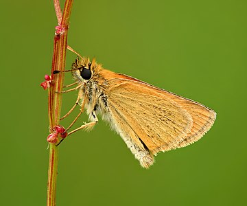 Thymelicus lineola underside - Keila