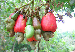 Anacardium occidentalis