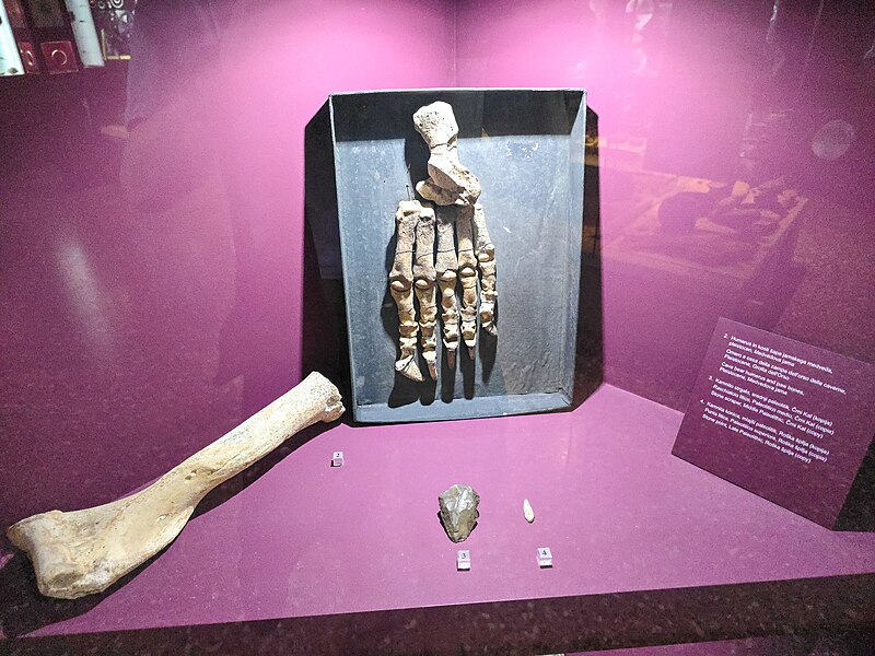 File:Cave bear bones.jpg