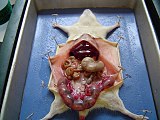 Dissecció de rata