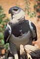 Harpy eagle