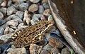 Pelophylax ridibundus near artificial pond, Russia