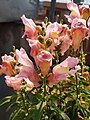 Bunch of pink snapdragon flowers