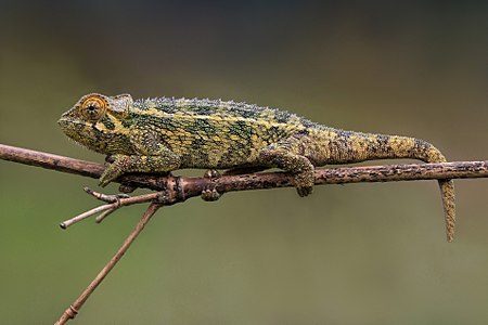 Trioceros rudis (Rough Chameleon)