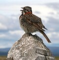 Morgenammer (Zonotrichia capensis)