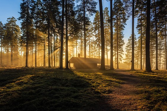 Naturreservatet Tallmon, Eda kommun, Värmland.Photograph: Peter Nilsson