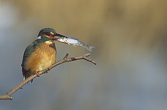 De ijsvogel leeft vrijwel uitsluitend van vis