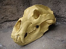 A yellowed skull of a grizzly bear sitting upon a rock.