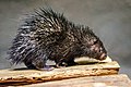 Philippine porcupine