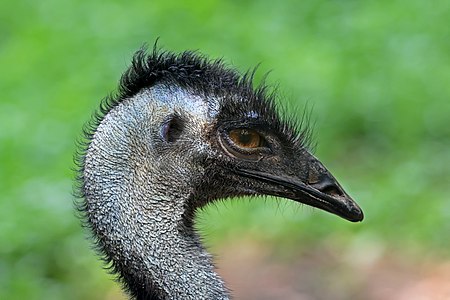 Dromaius novaehollandiae (Emu)