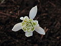 * Nomination: Stuffed flower of Galanthus nivalis (snowdrop).--Famberhorst 19:13, 5 March 2013 (UTC) * * Review needed