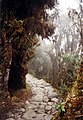 Une partie du Qhapaq Ñan près de Machu Picchu.