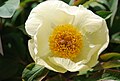 Paeonia daurica