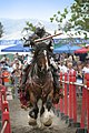 Rôle du cheval dans la guerre, promu le 19 septembre 2011