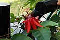 * Nomination: Passiflora vitifolia flower. Prenn 04:31, 22 February 2013 (UTC) * * Review needed