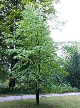 Japoninis puošmedis (Cercidiphyllum japonicum)