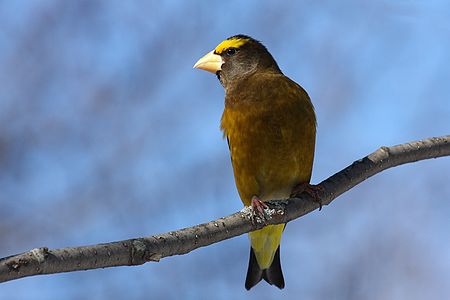 Akşam kocabaşı (Hesperiphona vespertina / Coccothraustes vespertinus), ispinozgiller (Fringillidae) familyasından bir kocabaş türü olup Nearktik Biyocoğrafik Bölgesi (Meksika'nın kuzey kısımı, ABD, Kanada ve Grönland) 'nde yaşarlar (Cap Tourmente National Wildlife Area, Québec, Kanada). (Üreten Cephas)