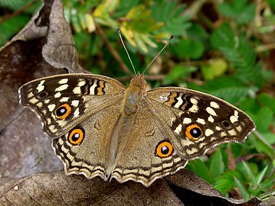 Junonia lemonias (Lemon Pansy), dry season form