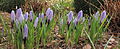 * Nomination Due to the extreme cold keep the flowers of the brave crocuses (Crocus) closed.--Famberhorst 17:51, 22 March 2013 (UTC) * Decline Only one flower is in focus, and it is hardly in the centre of the composition. --Gidip 20:30, 24 March 2013 (UTC)