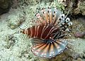 * Nomination Image of a Zebra lionfish. Dendrochirus zebra. --Jnpet 16:52, 25 July 2007 (UTC) * Decline Difficult shot. To soft focus overall and some fringing. Well usable as species illustration though. Lycaon 21:55, 28 July 2007 (UTC) Yes, and it is used in a number of language wiki articles already. I didn't actually consider this as QI initially, but then it showed up in French wikibooks on photography as a sample image and I thought maybe it was better than I realized. Afterall, if it's in a book on photography, surely it has to be a QI? I guess the French photo book could be describing what not to do. --Jnpet 05:48, 2 August 2007 (UTC)