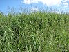 Urochloa mutica (inflorescences) in Maui