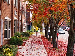 Fall foliage occurs annually in North Florida.