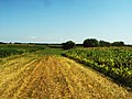 Agricultural fields