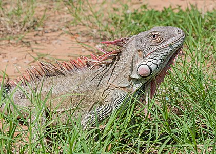 Iguana iguana (Green Iguana)