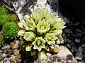 Blütenstand von Sempervivum globiferum subsp. globiferum, Botanischer Garten, Wrocław (Polen)