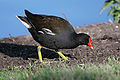 Gallinula chloropus, Polla d'aigua