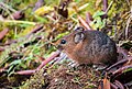 large-eared pika