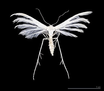 ♂ Pterophorus pentadactyla (White Plume Moth)