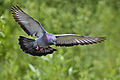 Stadttaube (Columba livia) im Flug