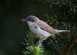 Кропив'янка прудка (Curruca curruca)