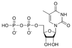 Chemical structure of thymidine diphosphate