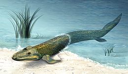 Tiktaalik roseae