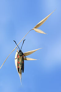 Zygaena filipendulae (Six-spot Burnet)