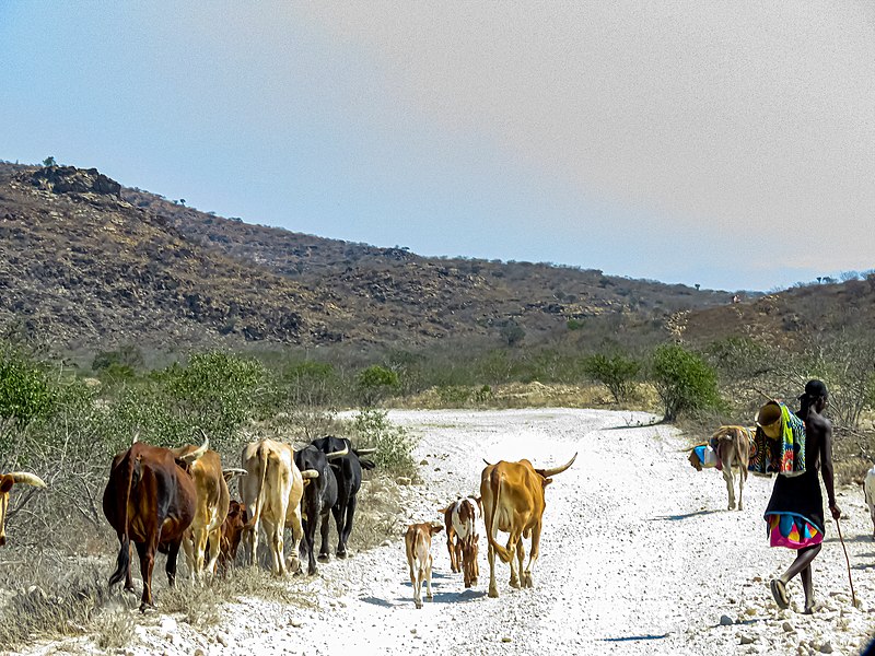 File:Cattle in Angola.jpg