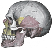 Lebka: spánková kost znázorněna uprostřed růžovou barvou s popisem „Temporal“. Gray's Anatomy, 1918