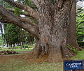 C. camphora.