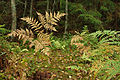 * Nomination Pteridium aquilinum in Estonia by Ireen Trummer. --Kruusamägi 22:08, 28 December 2012 (UTC) * Promotion Looks OK. --A.Savin 06:48, 29 December 2012 (UTC)