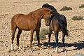 Wild Horses of the Namib