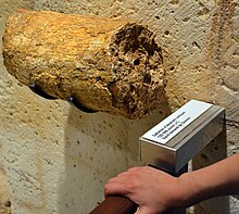 Fragment de défense fossilisé appartenant à un elephas antiquus daté d'environ 125 000 ans), comparable à celle mis en évidence à Isle-Aumont. Ce fossille est actuellement conservé et exposé au musée d'Angoulême.