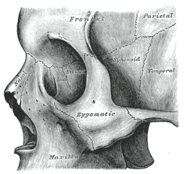 links Nasal of neusbeen