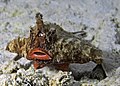 Longnose batfish (Ogcocephalus corniger)